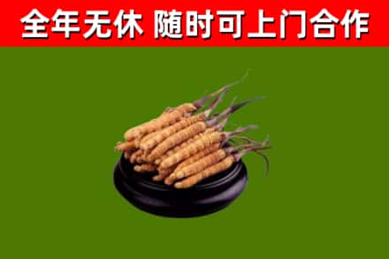 常德回收冬虫夏草