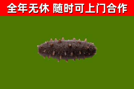 常德回收海参干
